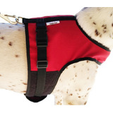 Peitoral E Guia Bull Dog Francês Pug Shitzu Lhasa M