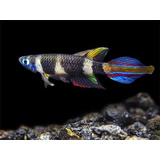 Peixe Killifish Clown Annulatus Casal