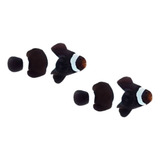 Peixe Palhaço Black Casal Amphiprion Ocellaris - 2 Peixes