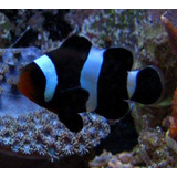 Peixe Palhaço Black Ocellaris Md