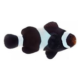 Peixe Palhaço Black Ocellaris