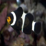 Peixe Palhaço Black Peq