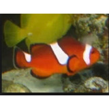 Peixe Palhaço Ocellaris Missbar Peq