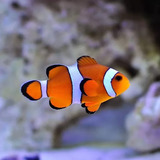 Peixe Palhaço Ocellaris Peq