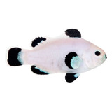 Peixe Palhaço Storm 
