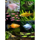 Peixes Ornamentais Coloridos Pct 16und
