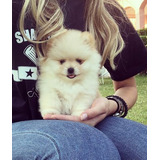 Peludinhos Lulu Da Pomerania Macho Spitz Alemao Fofo