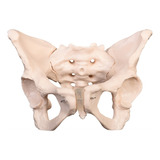 Pelvis Feminina - Esqueleto Pélvico Anatomia