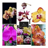 Phalaenopsis Mudas De Orquídeas Kit C/12 Com Vaso