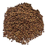 20g