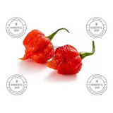 Pimentas Frescas Carolina Reaper In Natura - 28 Unidades