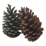 Pinha Natural De Natal Kit Com 30 Peças