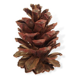 Pinhas Naturais - Conjunto De 10 Unidades Para Decoração