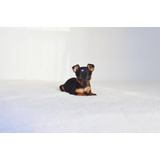 Pinscher N 0