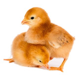 Pintinhos Rhode Island Red - Padrão Americano 
