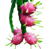 Pitaya Brs Luz E Lua Do Cerrado Auto Fértil Kit 10 Mudas
