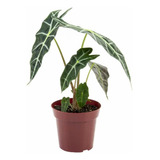 Planta Alocasia Picoli Muda De Sombra