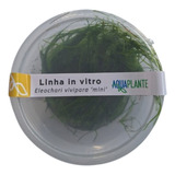 Planta Aquaplante Eleocharis Vivipara Mini
