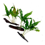 Planta Aquática 3 Microsorum 3 Tronco