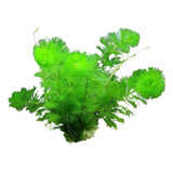 Planta Aquatica Cabomba Lowtech Aquario Plantado - 50 Mudas