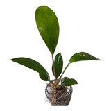 Planta Aquática Low Tech Para Aquário Anubia Lanceolata