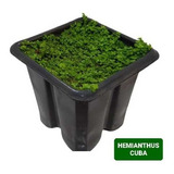 Planta Carpete Aquario Plantado Hemianthus Cuba