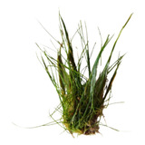 Planta Eleocharis Minima Carpete Grama P/