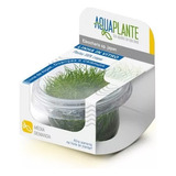 Planta Eleocharis Sp. Japan In Vitro Aquaplante