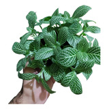 Planta Fitonia Verde (vaso Grande)