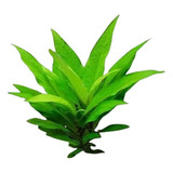 Planta Low Tech Para Aquários Plantados Hygrophila Corymbosa