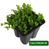 Planta Lowtech Carpete Callitriche Sp Aquario Plantado