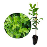 Planta Medicinal Espinheira Santa Verdadeira 1 Muda