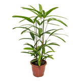 Planta Natural Facil De Cuidar Palmeira