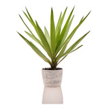 Planta Natural Para Interior Yucca Variegata + Vaso Decorati