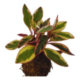 Kokedama