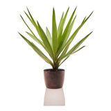 Planta Natural Yucca Variegata + Vaso