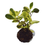 Kokedama