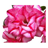 Planta Rosa Deserto Id. Lm-21 Enxerto