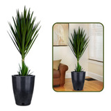 Planta Yucca Grande + Vaso Decorativo
