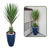 Planta Yucca Grande + Vaso Decorativo