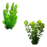 Plantas Low Tech Elodea + Cabomba (10 Talos)
