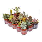 Plantas Suculentas Mudas Coloridas Kit C/ 10 Fácil Cultivo