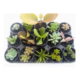 Plantas Suculentas Mudas Coloridas Kit C/ 15 Fácil Cultivo
