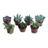 Plantas Suculentas Mudas Coloridas Kit C/ 30 Fácil Cultivo