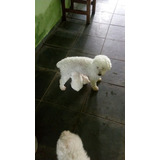 Poodle, Filhotes Miniatura 