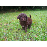 Poodle Chocolate Belo Filhote