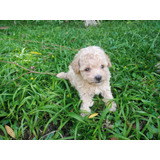 Poodle Micro Toy Branquinho