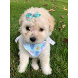 Poodle Toy Lindos Bco Champanhe Filhotes M/f Entrego Hoje Sp