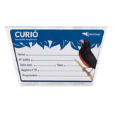 Curió