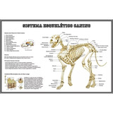 Poster 65x100cm Esqueleto Cão Decoração Veterinária